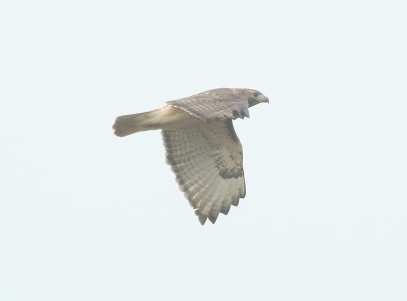 Mystery bird to be identified