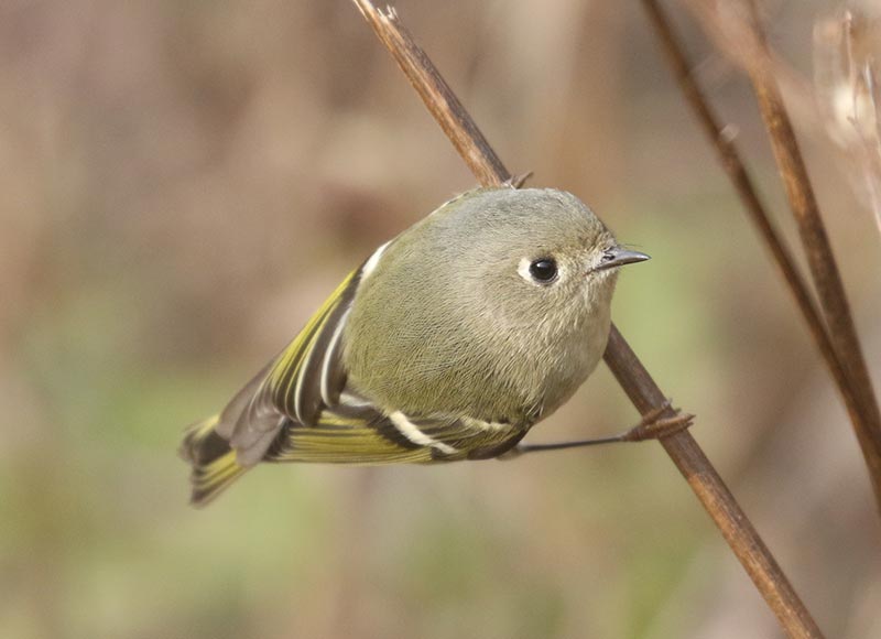 Mystery bird to be identified