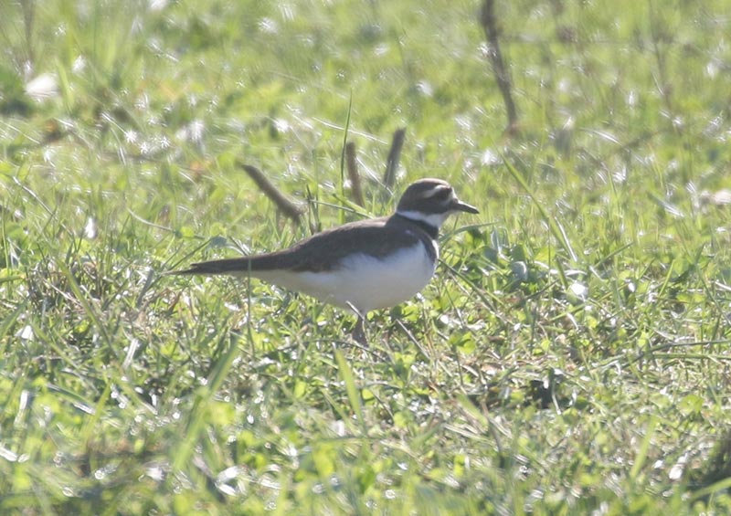 Mystery bird to be identified