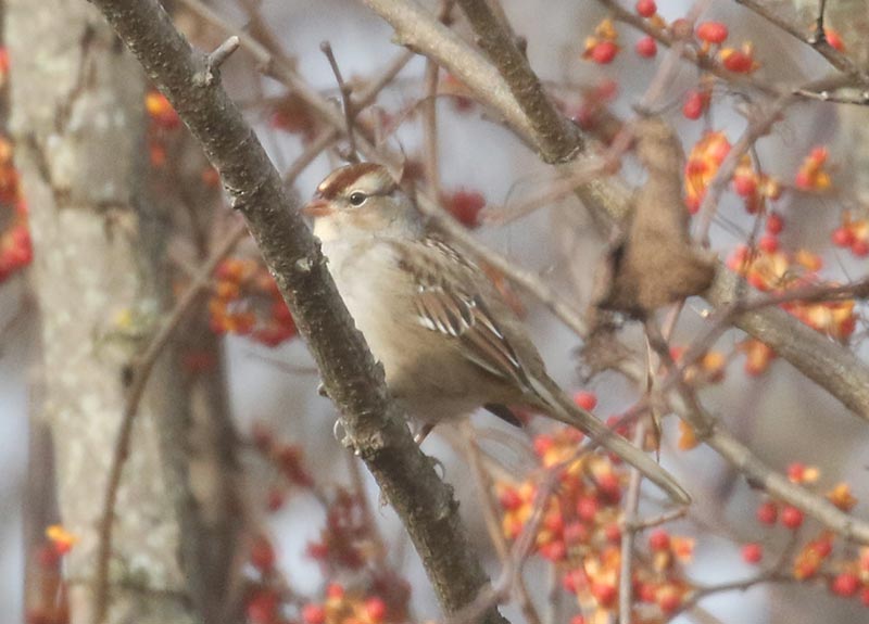 Mystery bird to be identified