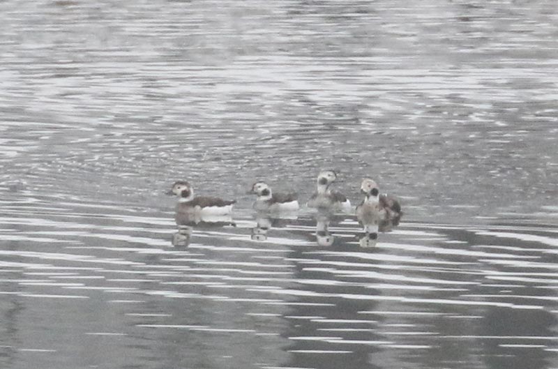 Mystery birds to be identified