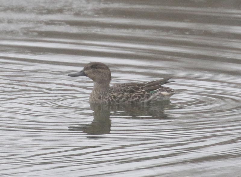 Mystery bird to be identified