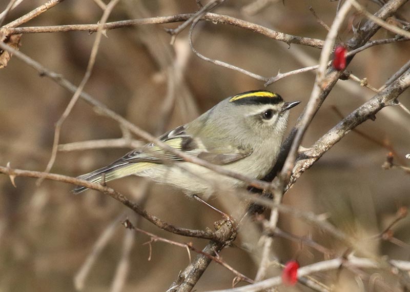 Mystery bird to be identified