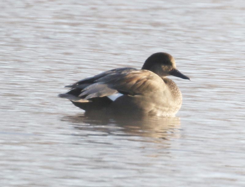 Mystery bird to be identified