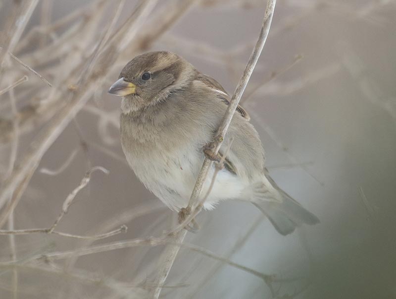 Mystery bird to be identified