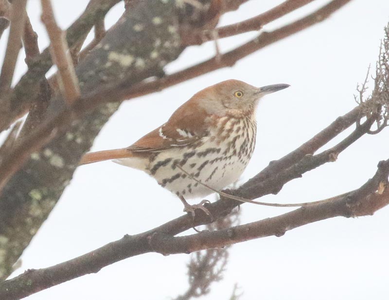 Mystery bird to be identified