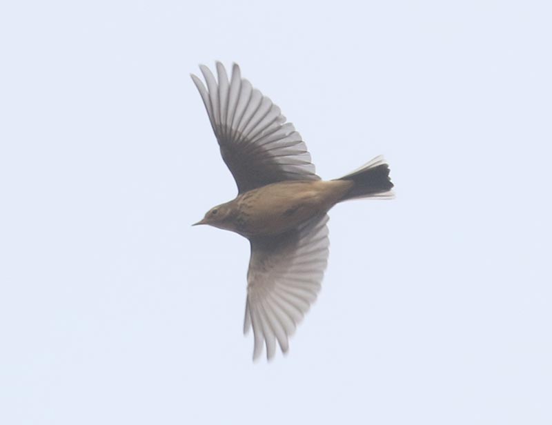 Mystery bird to be identified