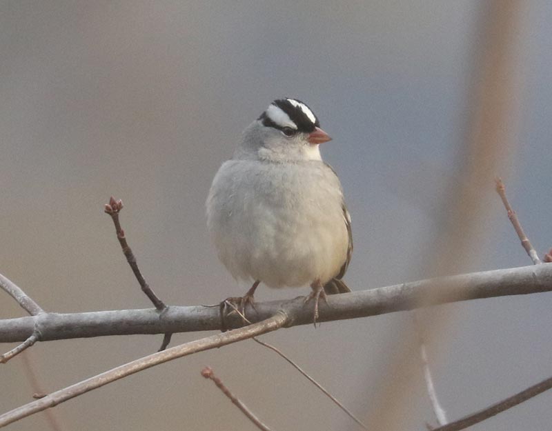 Mystery bird to be identified