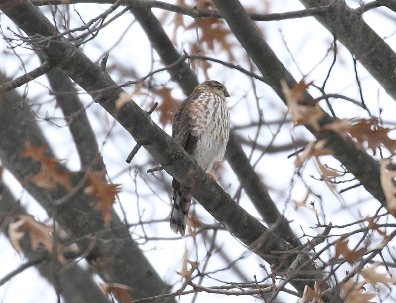 Mystery bird to be identified