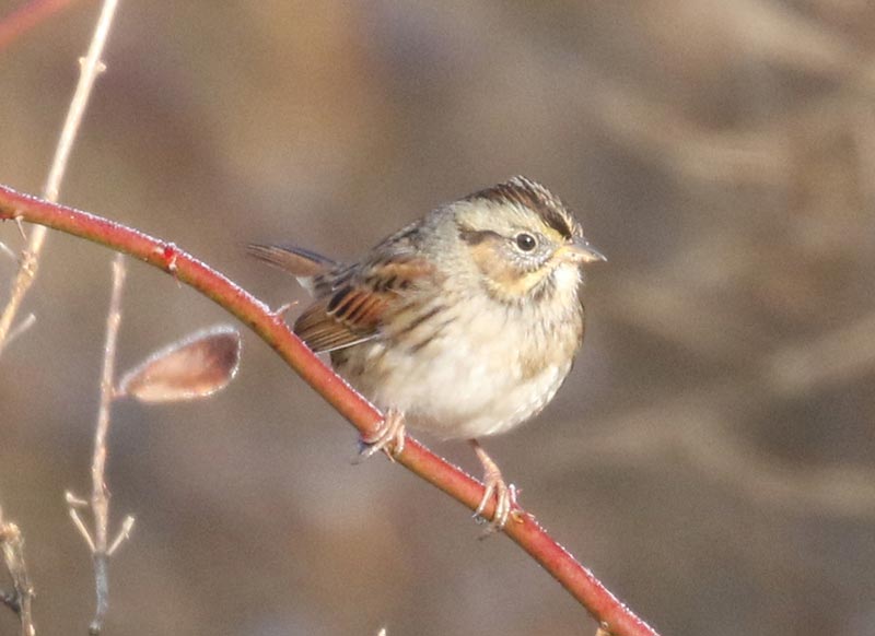 Mystery bird to be identified