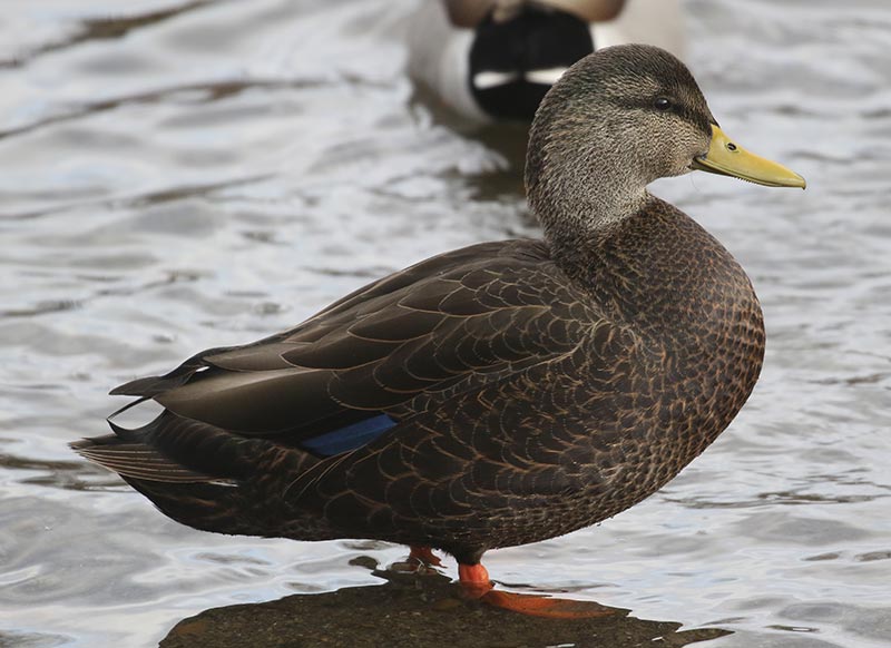 Mystery bird to be identified