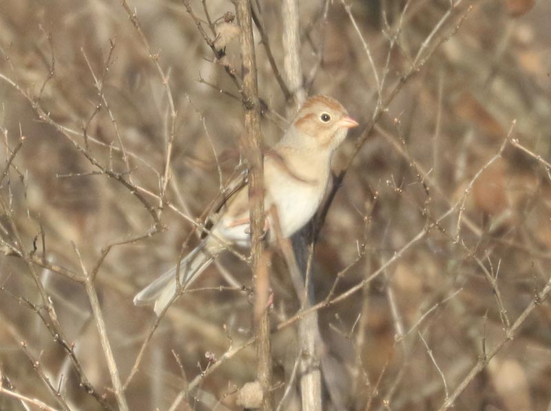 Mystery bird to be identified