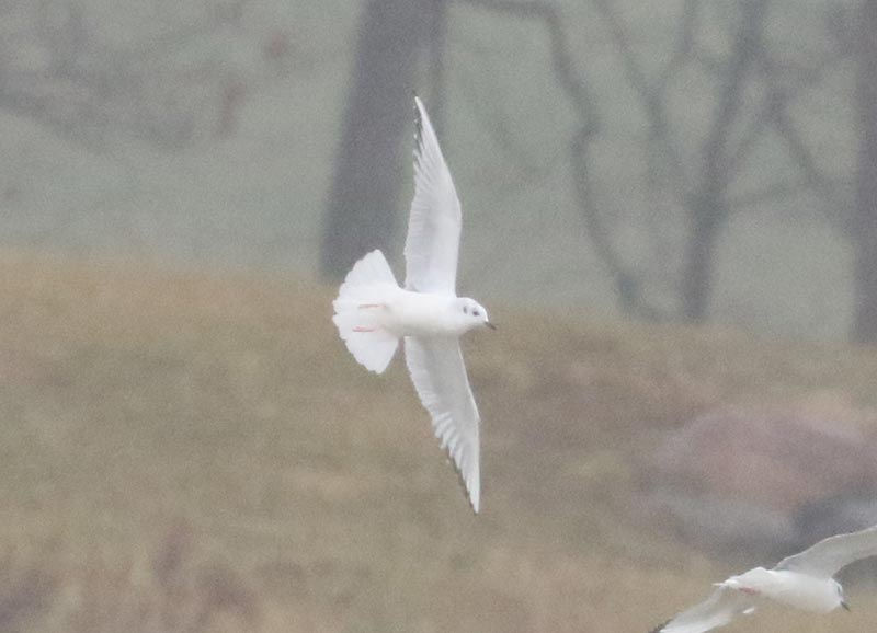 Mystery bird to be identified