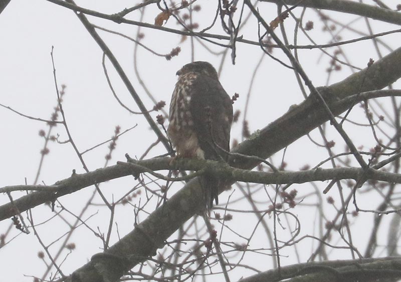 Mystery bird to be identified