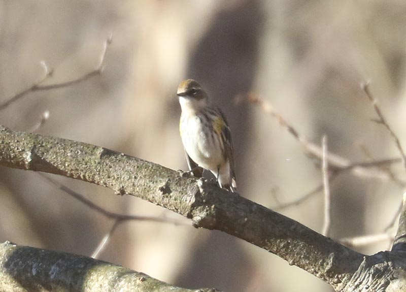 Mystery bird to be identified