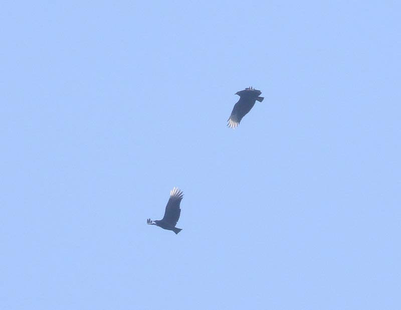 Mystery birds to be identified