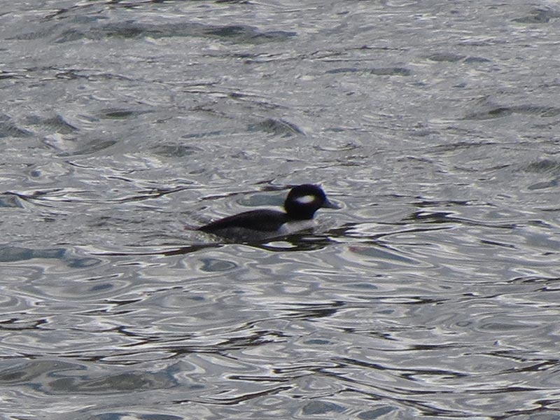 Mystery bird to be identified