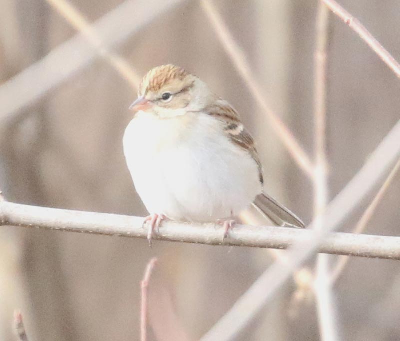 Mystery bird to be identified