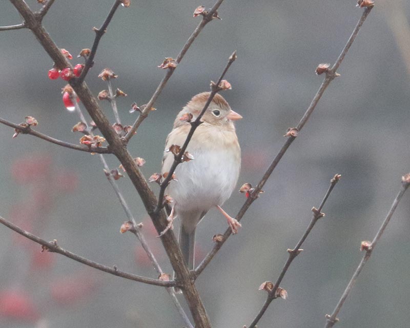 Mystery bird to be identified
