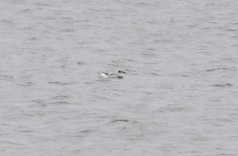 Mystery bird to be identified