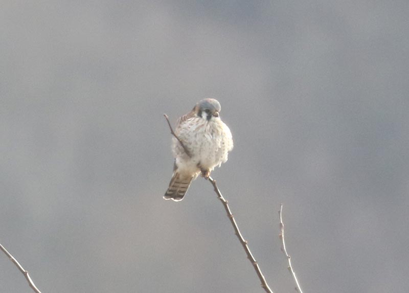 Mystery bird to be identified