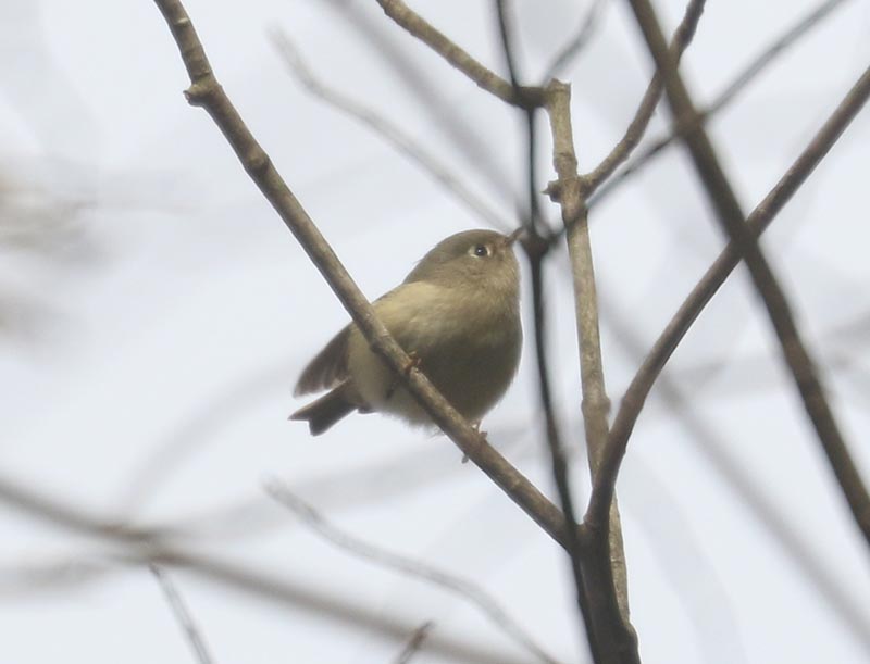 Mystery bird to be identified
