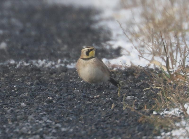 Mystery bird to be identified