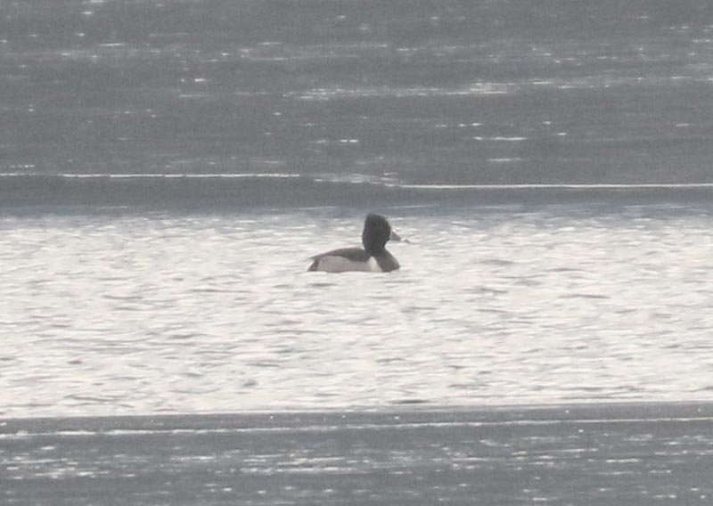 Mystery bird to be identified