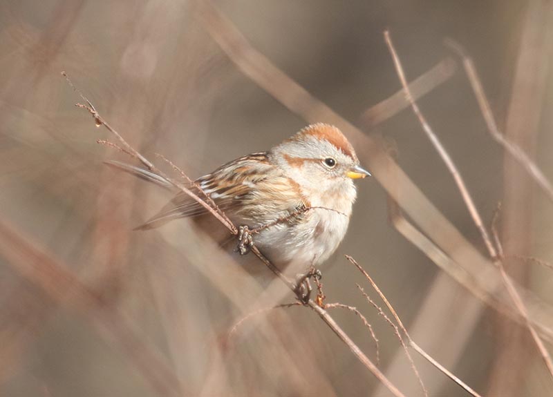 Mystery bird to be identified
