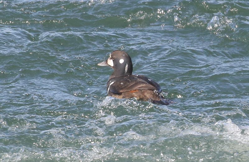 Mystery bird to be identified