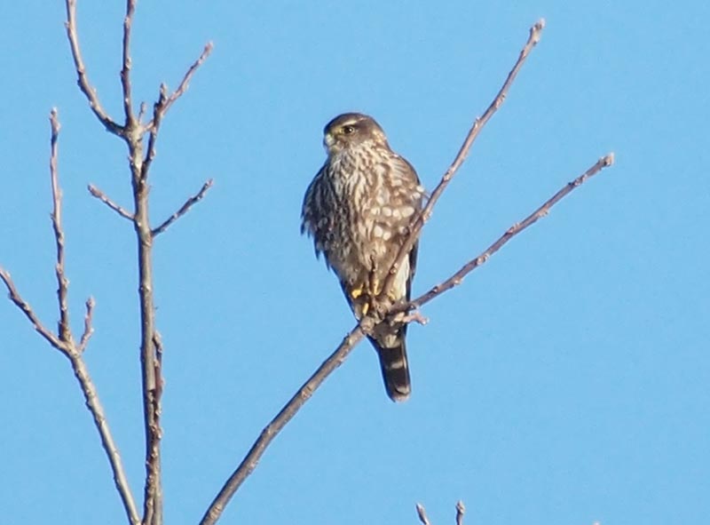 Mystery bird to be identified