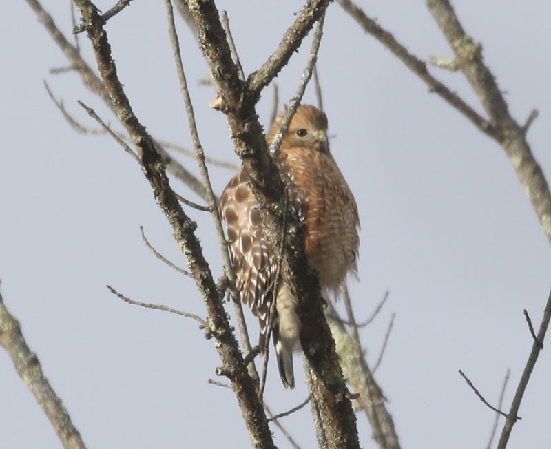 Mystery bird to be identified