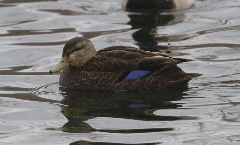Mystery bird to be identified