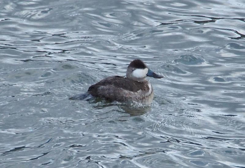 Mystery bird to be identified