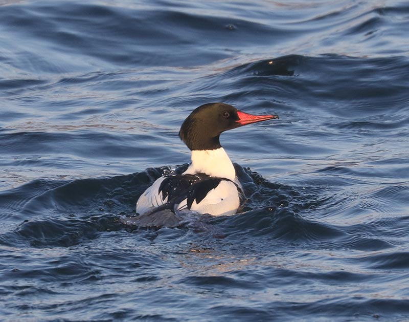 Mystery bird to be identified