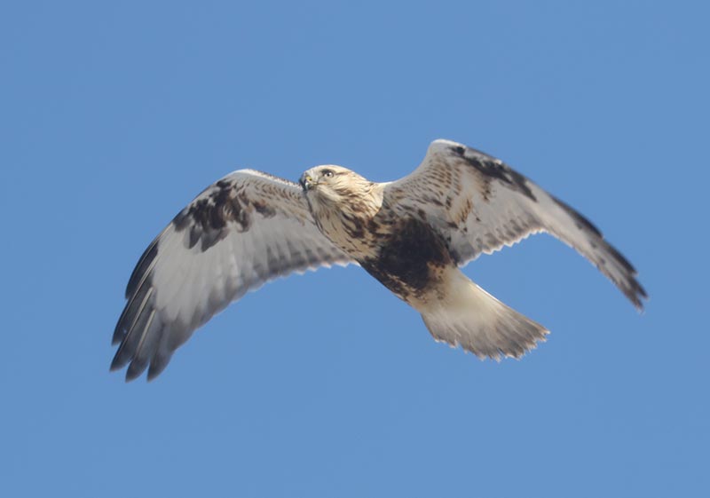 Mystery bird to be identified