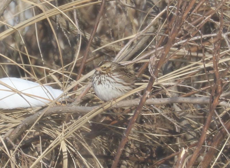 Mystery bird to be identified