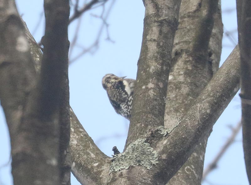 Mystery bird to be identified