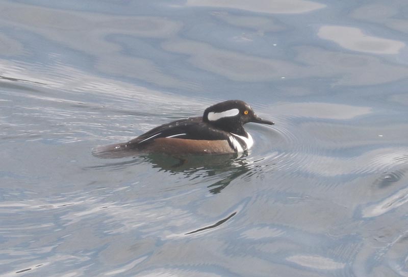 Mystery bird to be identified