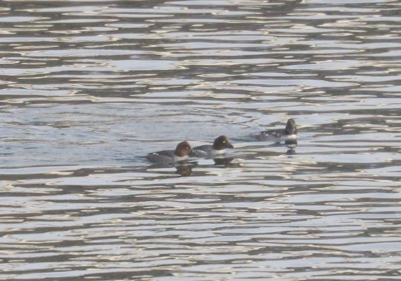 Mystery birds to be identified