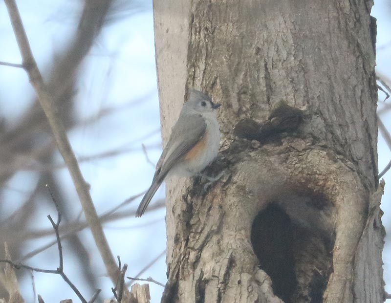Mystery bird to be identified