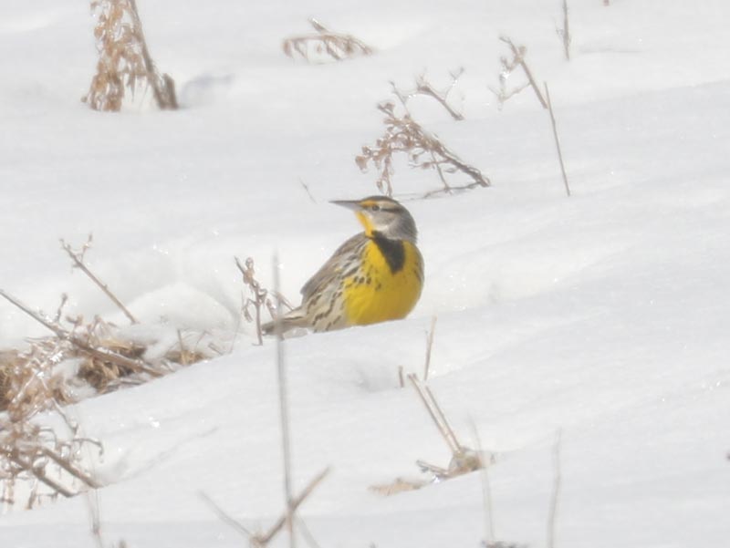 Mystery bird to be identified