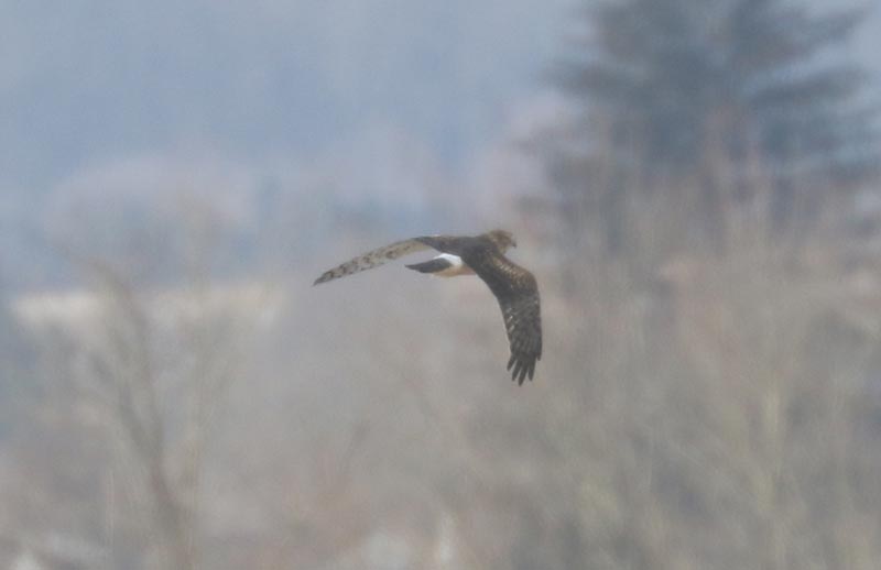 Mystery bird to be identified