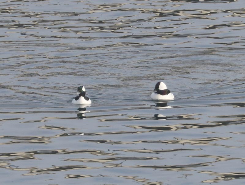 Mystery birds to be identified