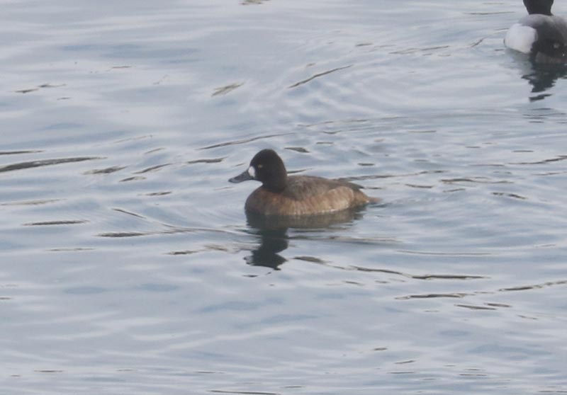 Mystery birds to be identified