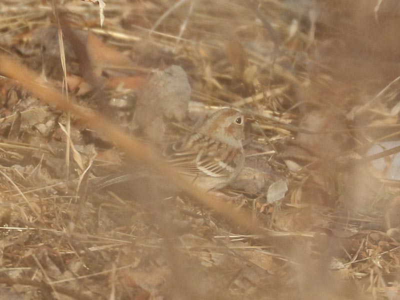Mystery birds to be identified