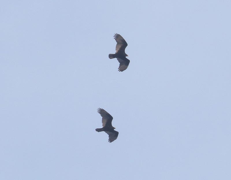 Mystery birds to be identified