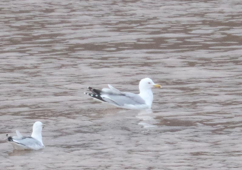 Mystery bird to be identified