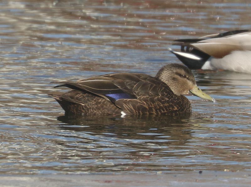 Mystery bird to be identified