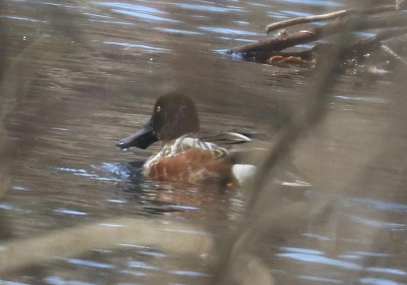 Mystery bird to be identified